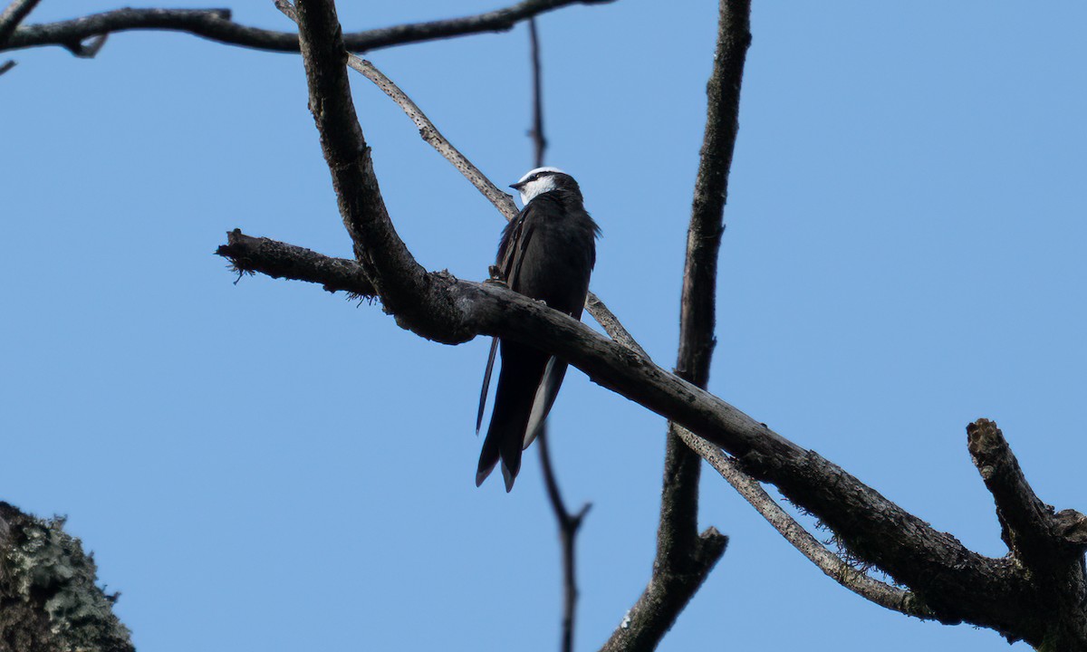 White-headed Sawwing - ML640548838