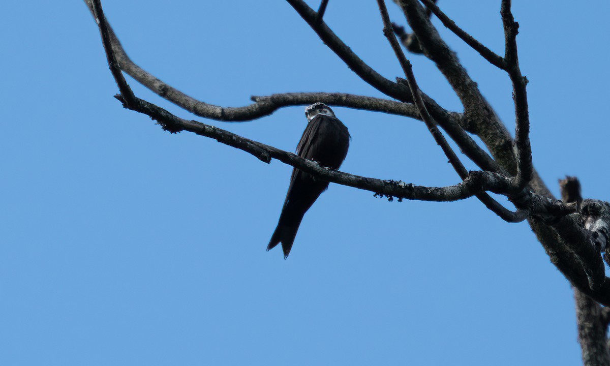 White-headed Sawwing - ML640548839
