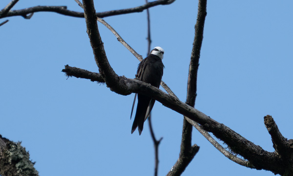 White-headed Sawwing - ML640548841