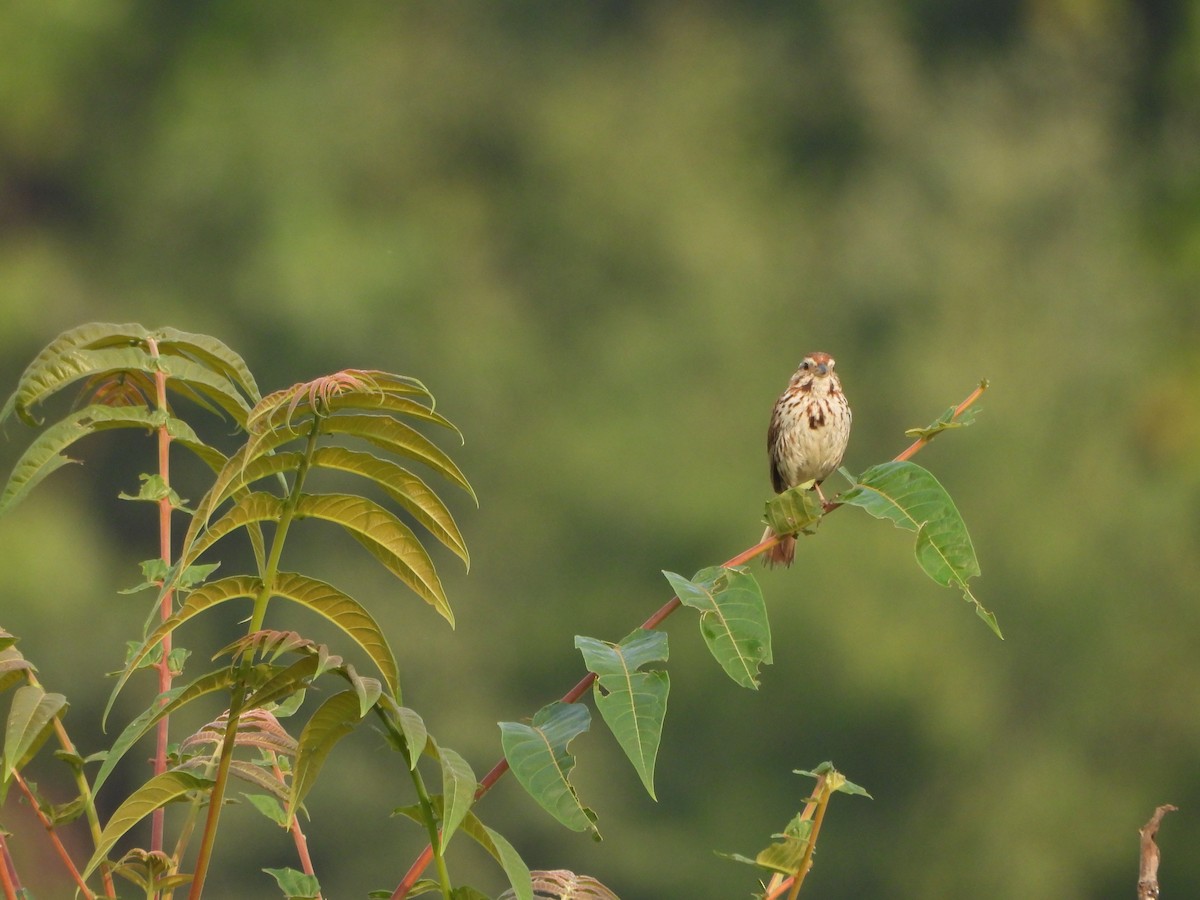 Song Sparrow - ML640548845