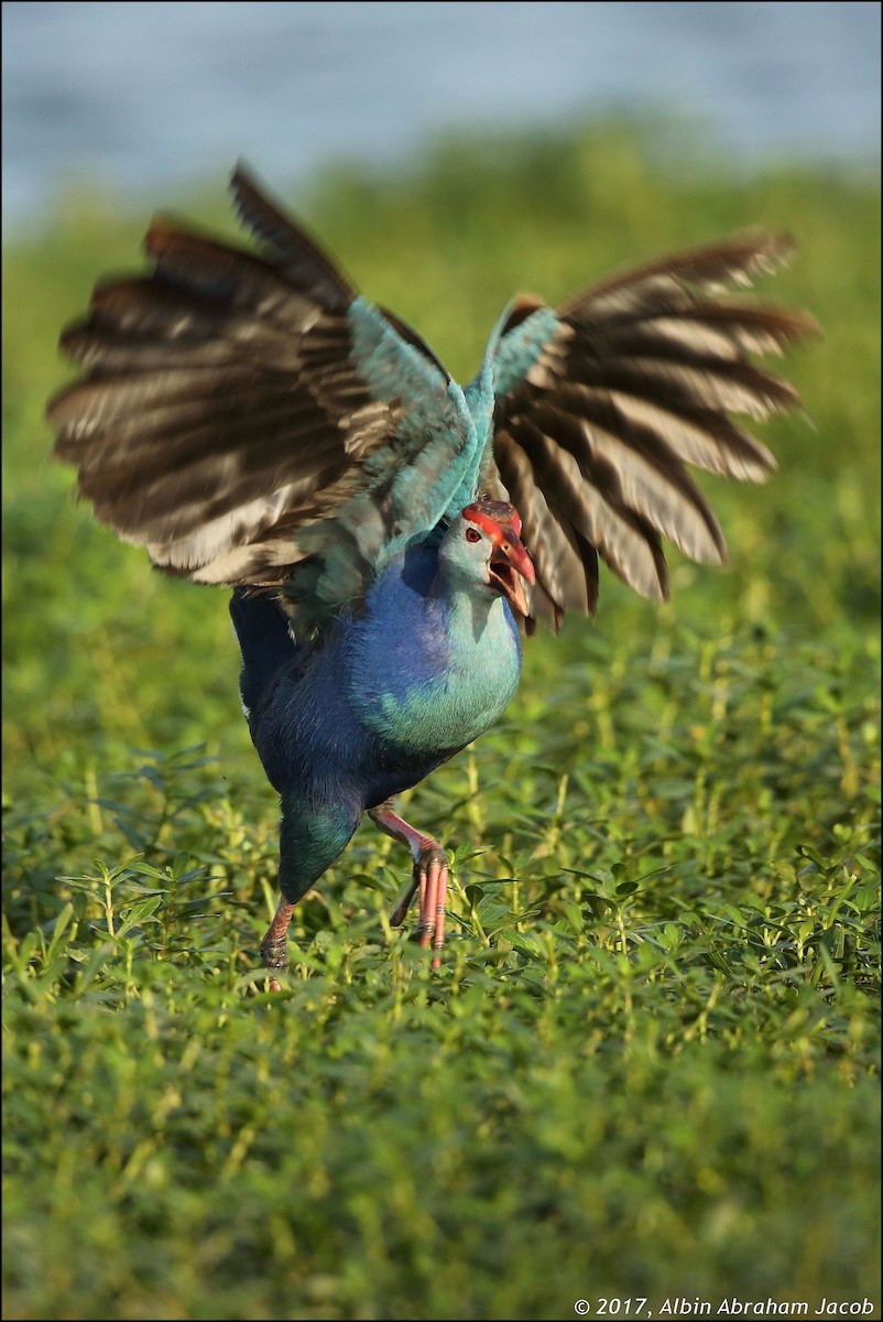 Gray-headed Swamphen - ML64054891