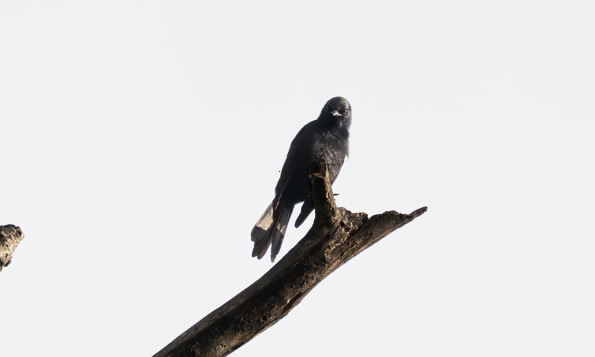 Stuhlmann's Starling - ML640548919