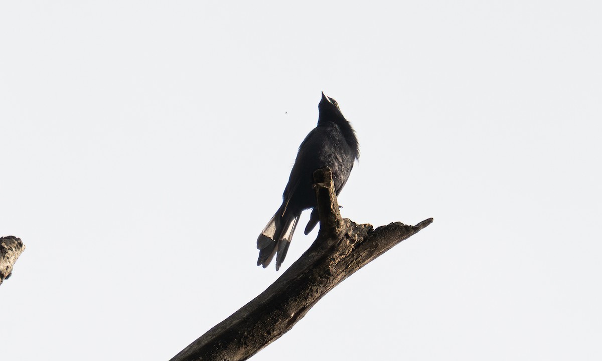 Stuhlmann's Starling - ML640548920