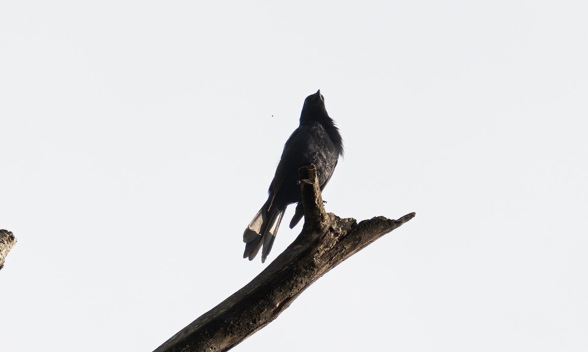 Stuhlmann's Starling - ML640548921