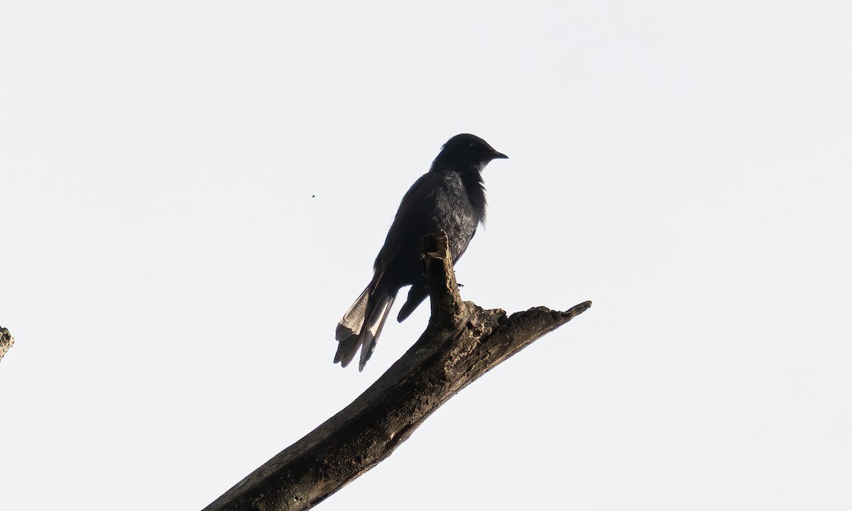 Stuhlmann's Starling - ML640548922