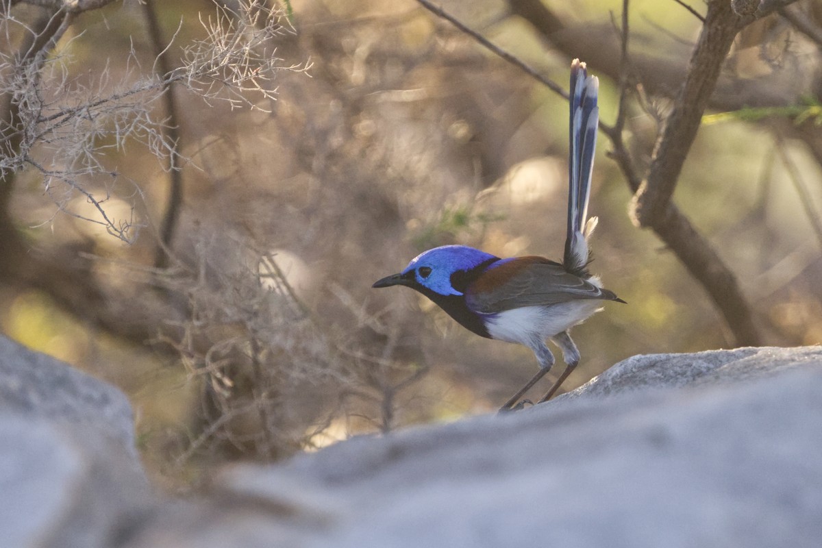 Purple-backed Fairywren (Lavender-flanked) - ML640548982