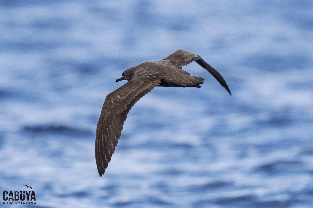 buřňák tropický - ML640549001