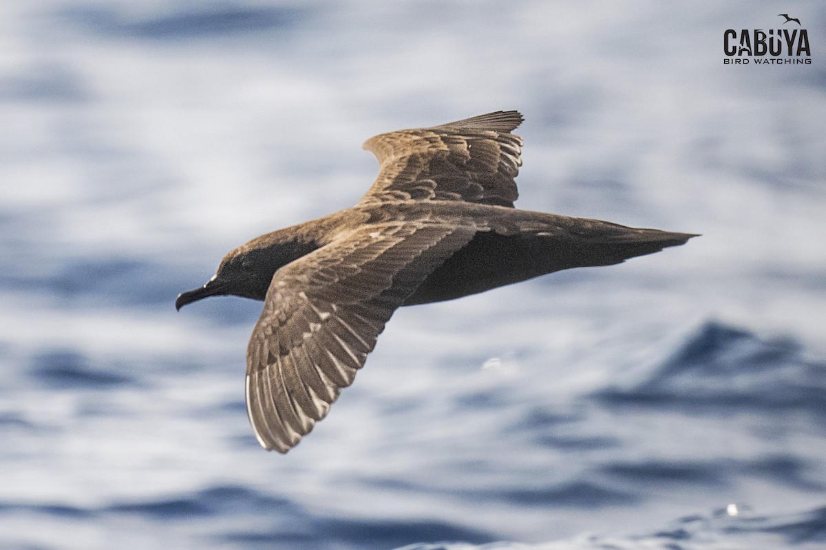 buřňák tropický - ML640549002