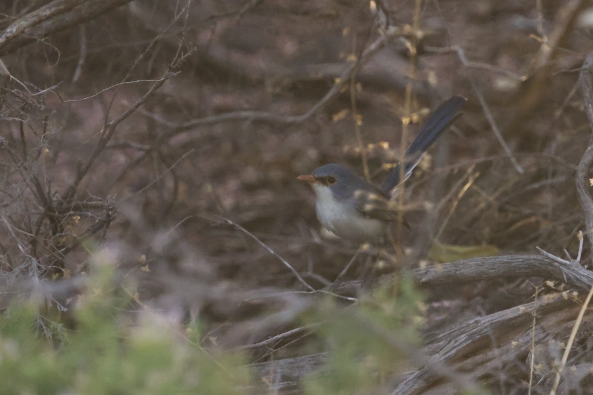 Purple-backed Fairywren (Lavender-flanked) - ML640549025