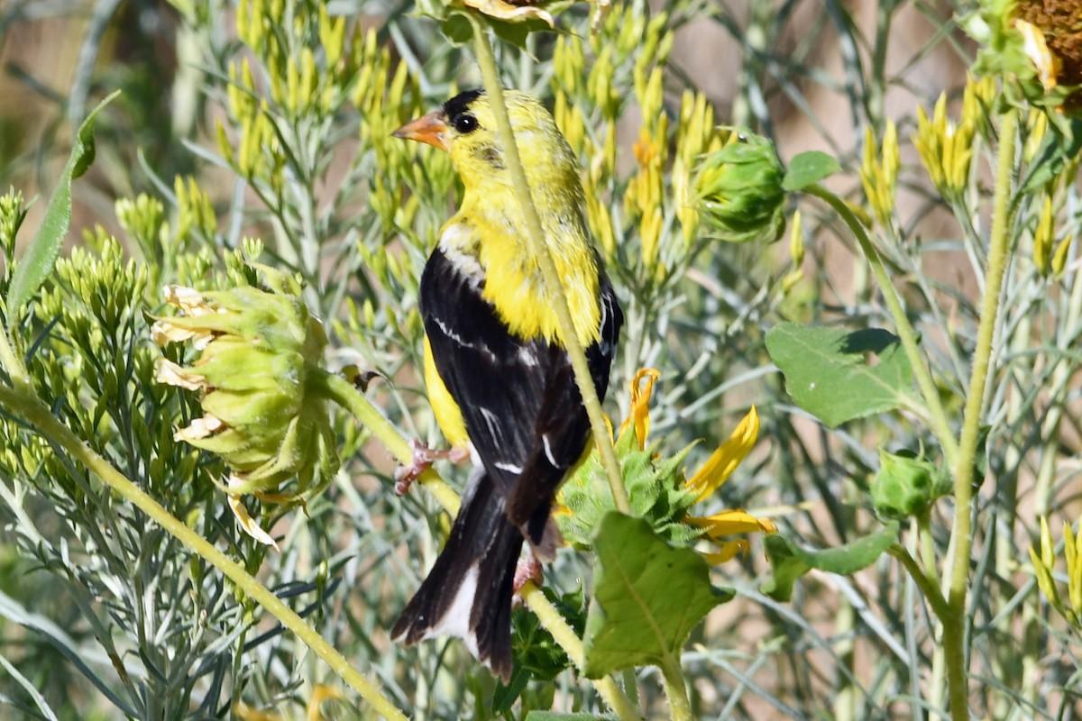 American Goldfinch - ML640549029