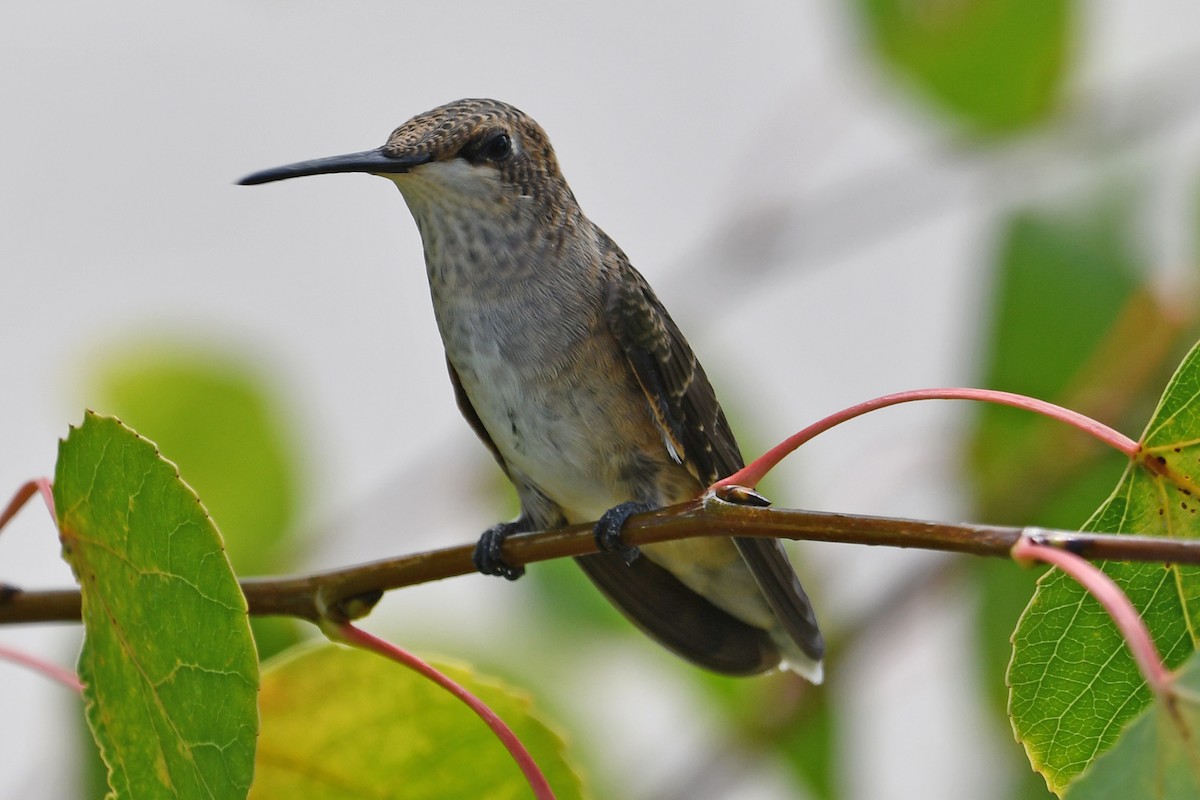 Black-chinned Hummingbird - ML640549054