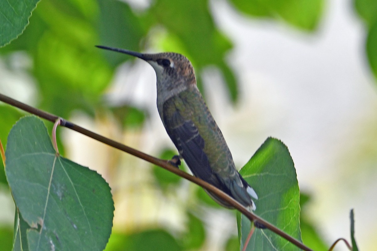Black-chinned Hummingbird - ML640549055