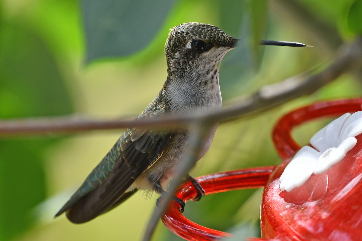 Black-chinned Hummingbird - ML640549056