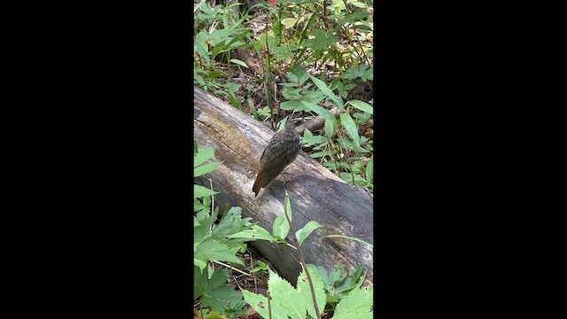 Hermit Thrush - ML640549066