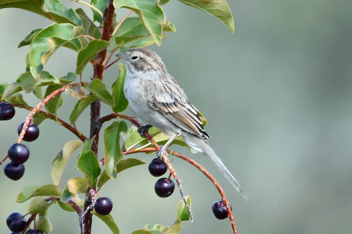 Brewer's Sparrow - ML640549067