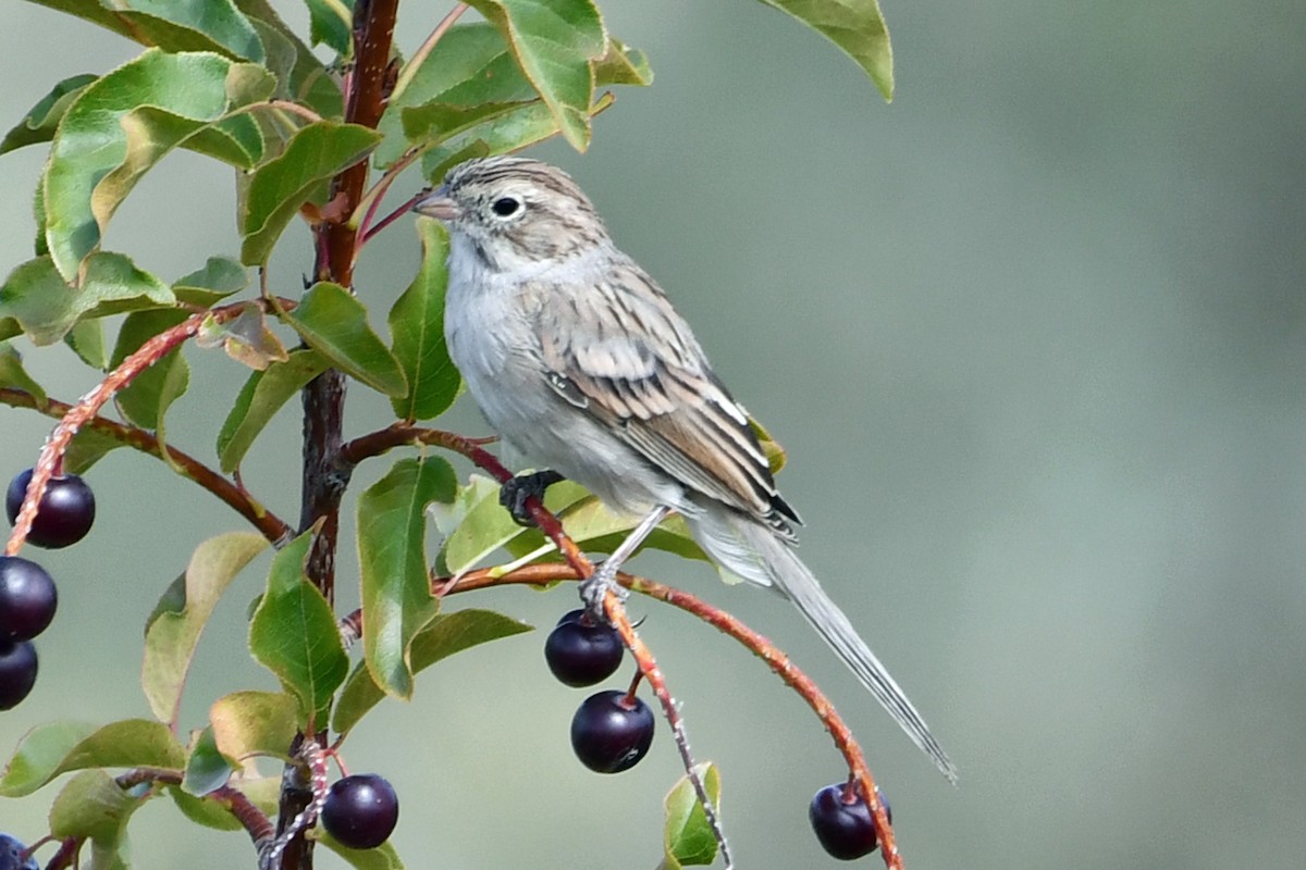 Brewer's Sparrow - ML640549068