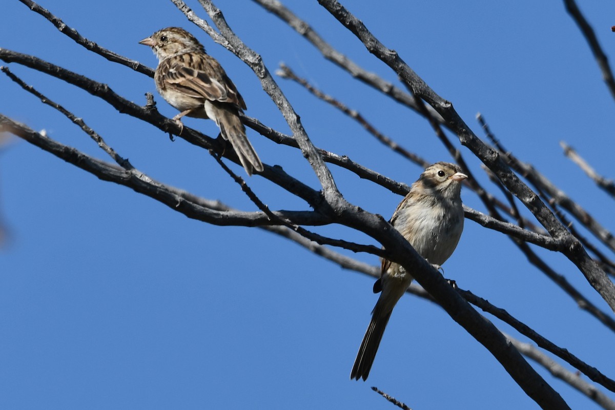 Brewer's Sparrow - ML640549069