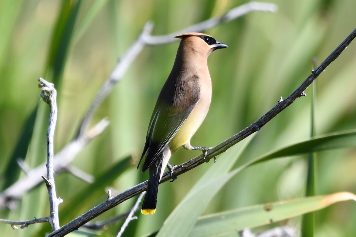 Cedar Waxwing - ML640549074