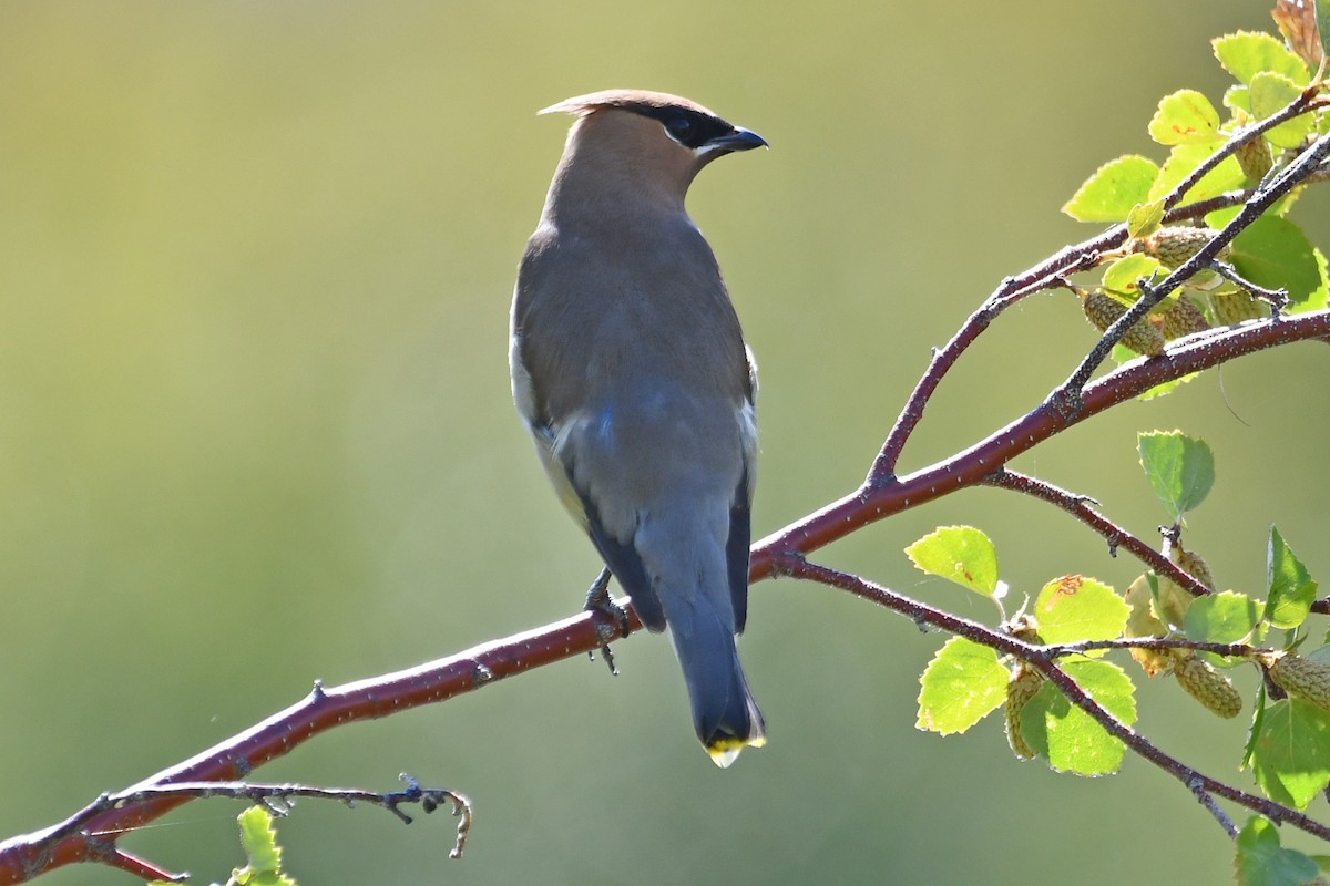 Cedar Waxwing - ML640549075