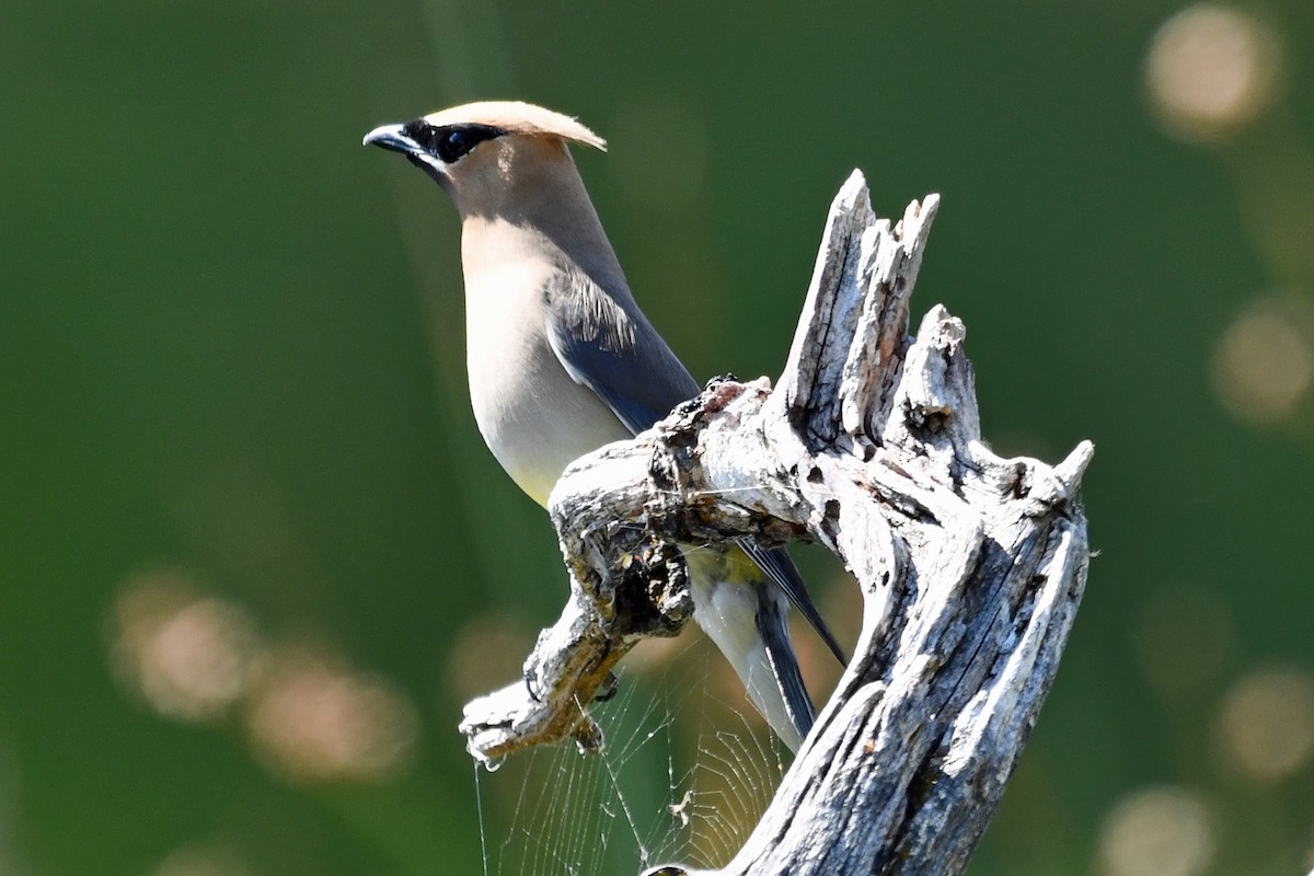Cedar Waxwing - ML640549076