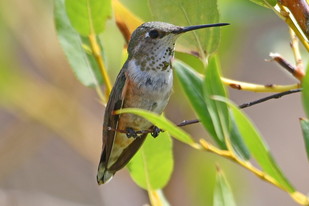 Rufous Hummingbird - ML640549109