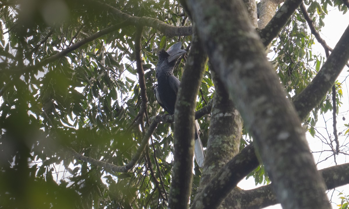 Black-and-white-casqued Hornbill - ML640549110