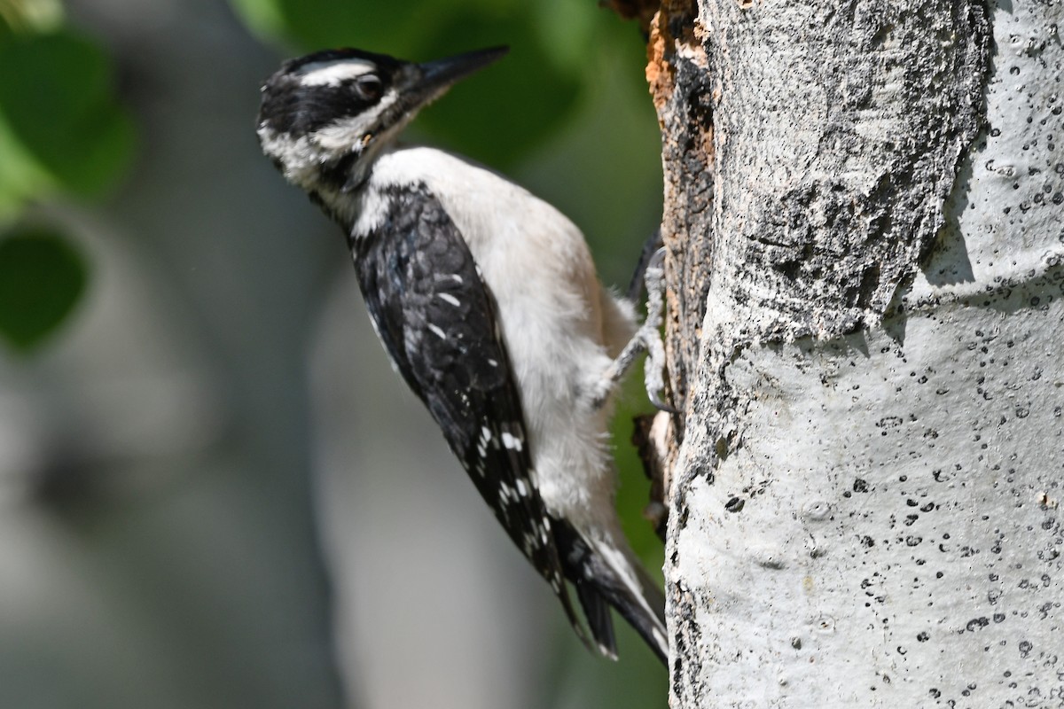 Hairy Woodpecker - ML640549118