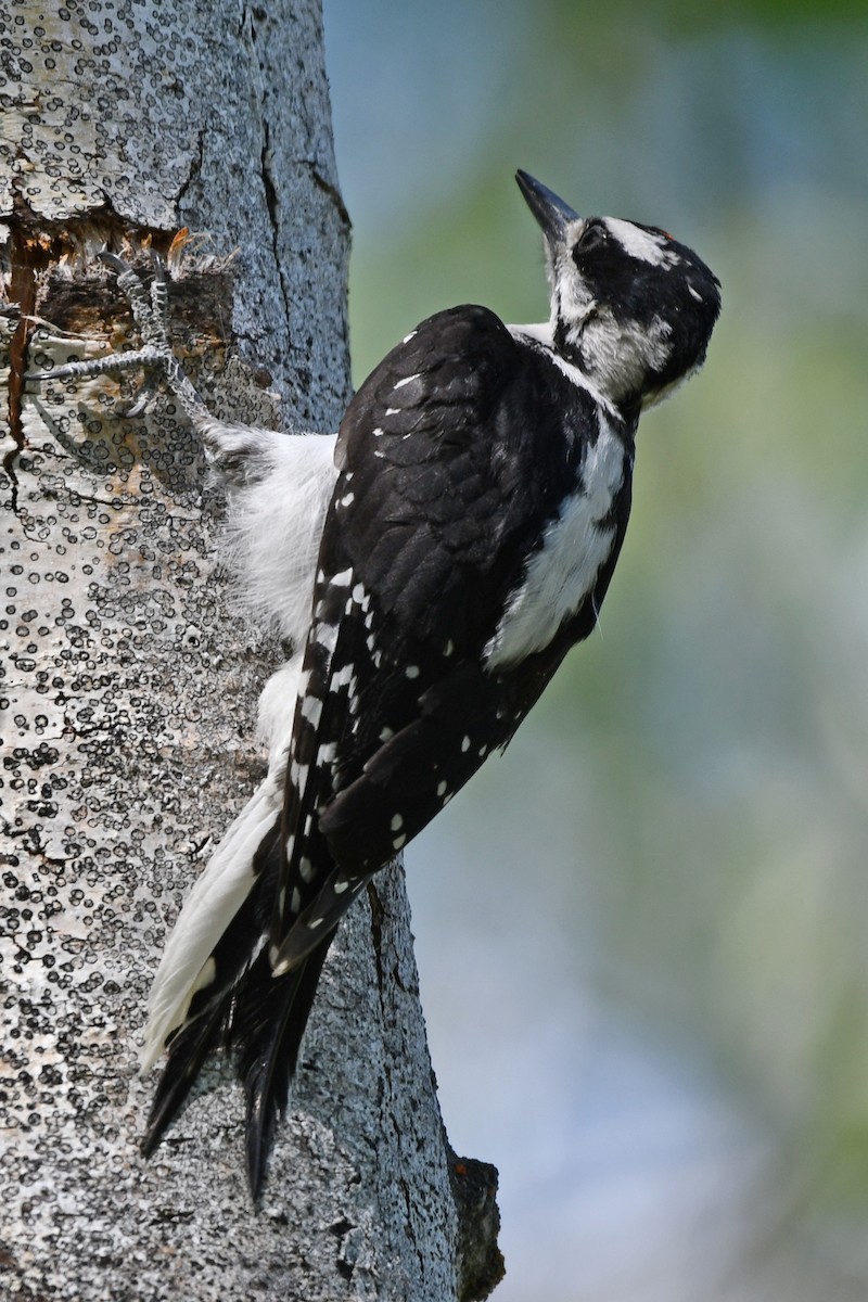 Hairy Woodpecker - ML640549119