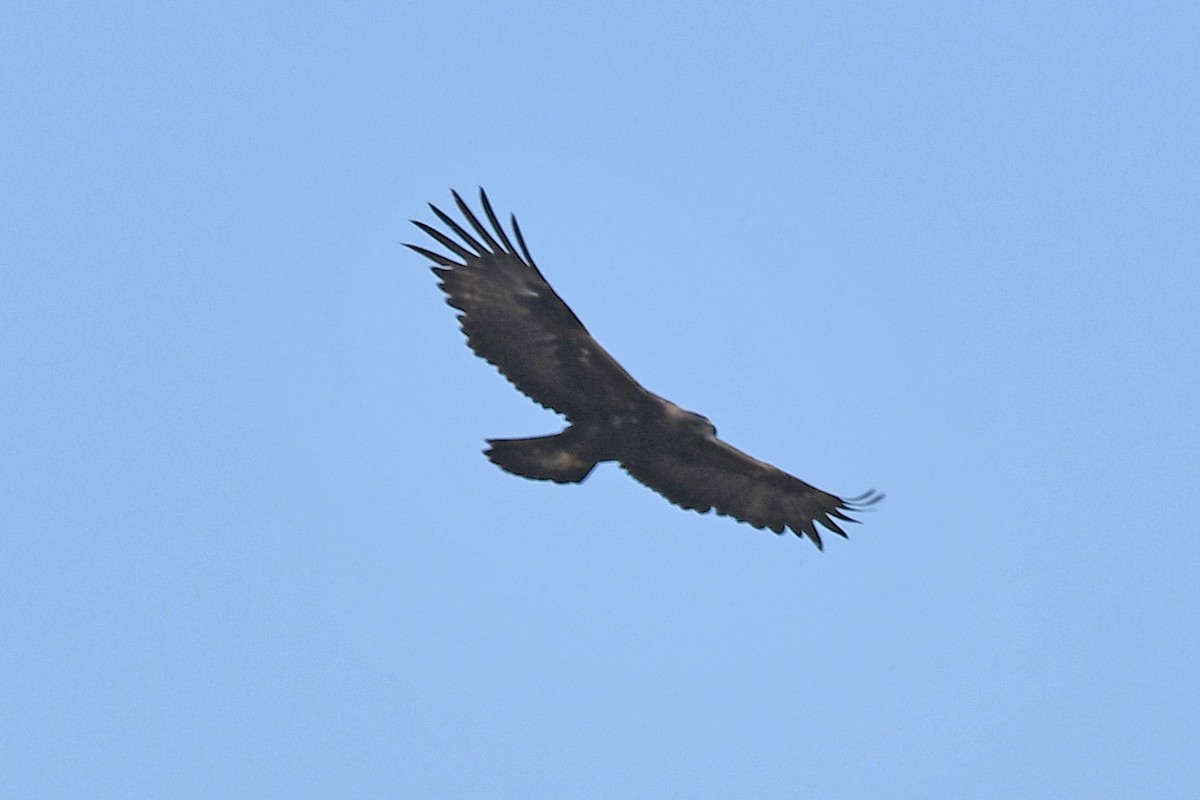 金鵰 - ML640549125