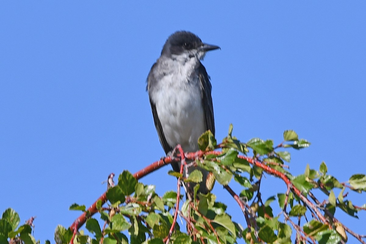 Eastern Kingbird - ML640549144