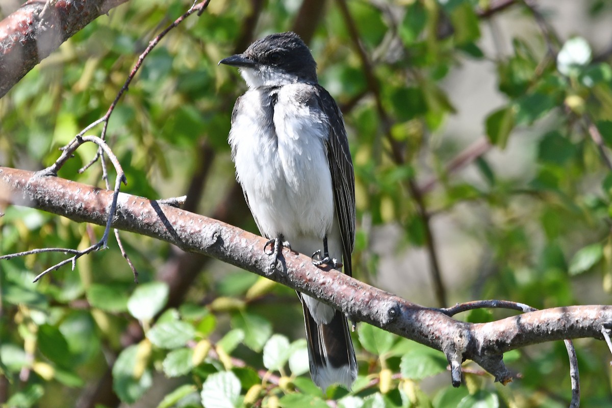 Eastern Kingbird - ML640549145