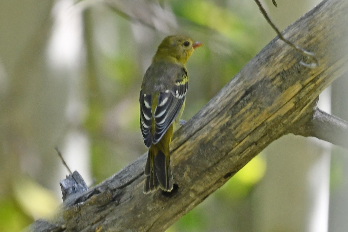 Western Tanager - ML640549153