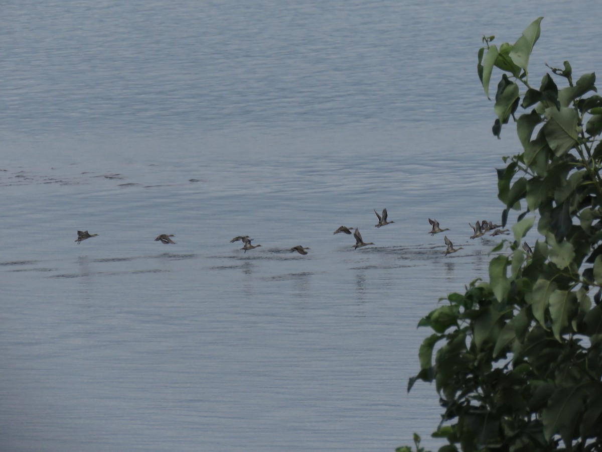 Northern Pintail - ML640549167