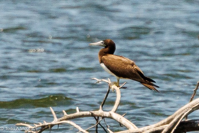 סולה לבנת-בטן - ML640549185