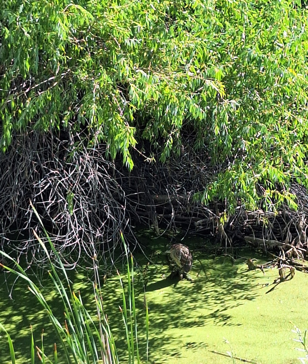 Black-crowned Night Heron - ML640549187