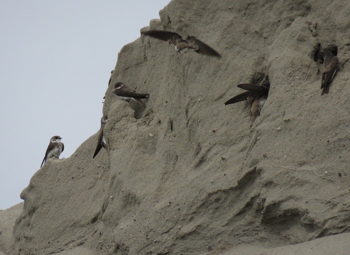 Bank Swallow - ML640549190