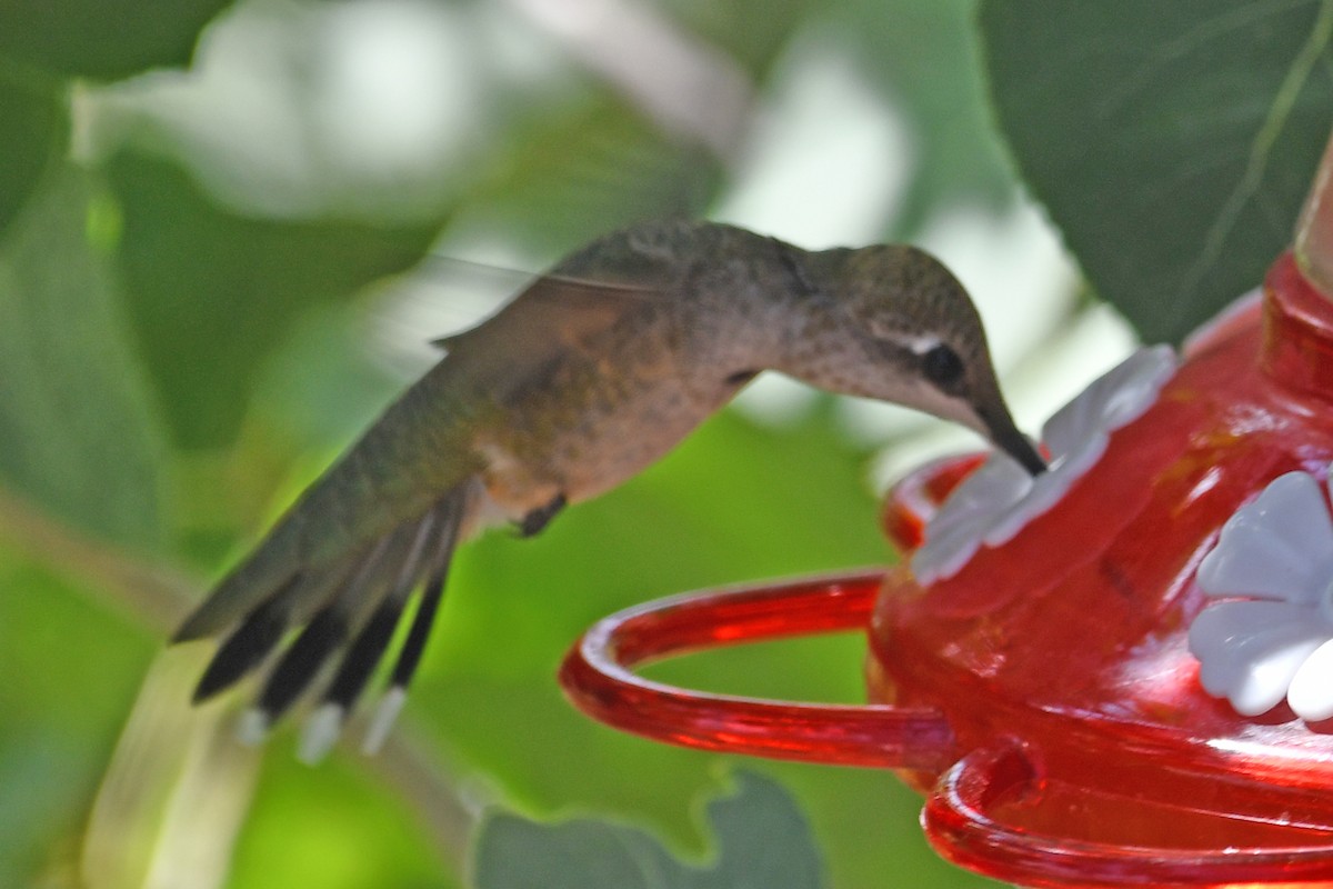Broad-tailed Hummingbird - ML640549204