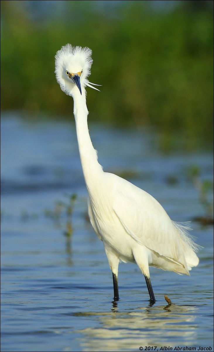 Little Egret - ML64054921