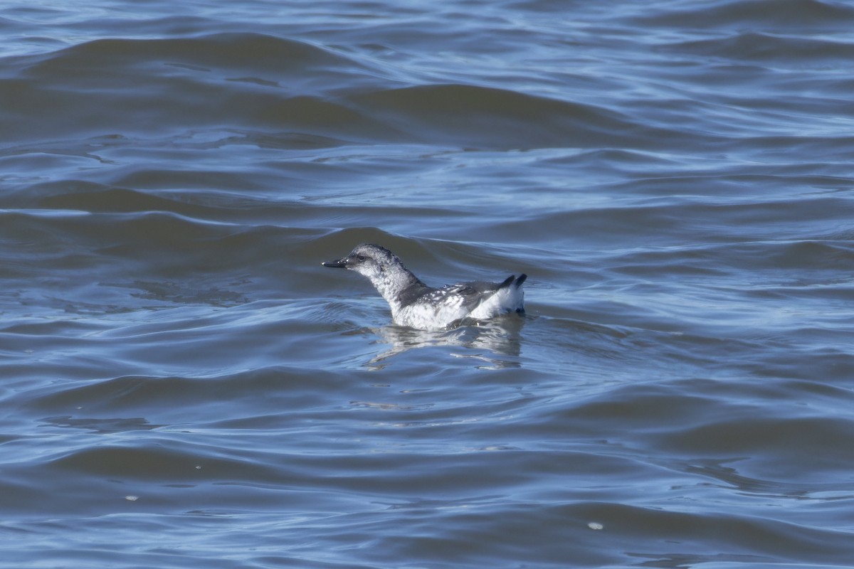 Guillemot colombin - ML640549232
