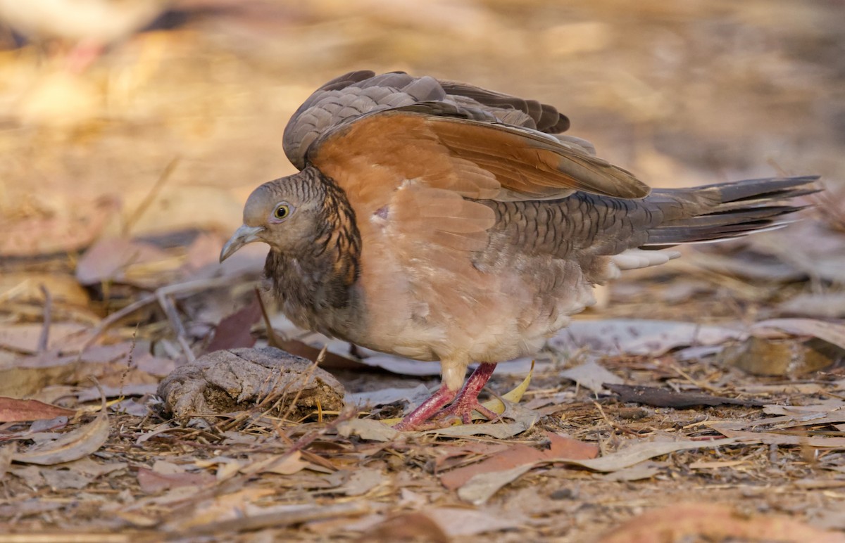 Bar-shouldered Dove - ML640549240