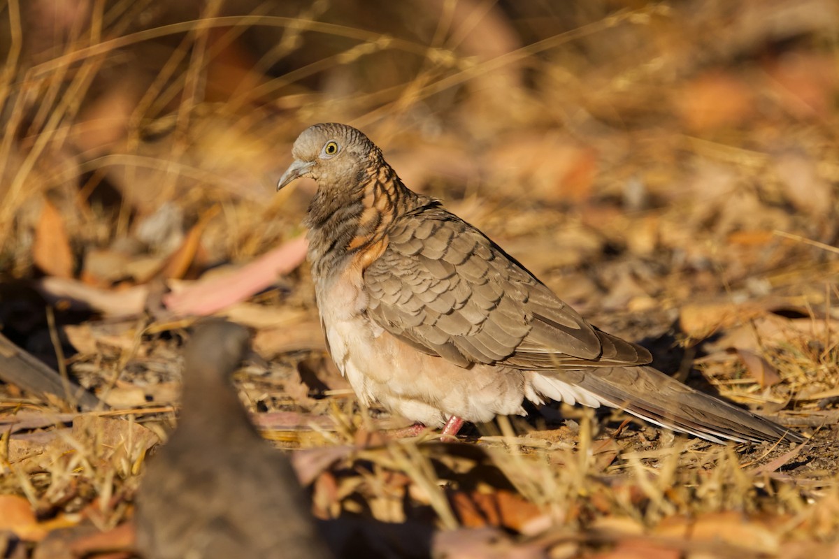 Bar-shouldered Dove - ML640549241