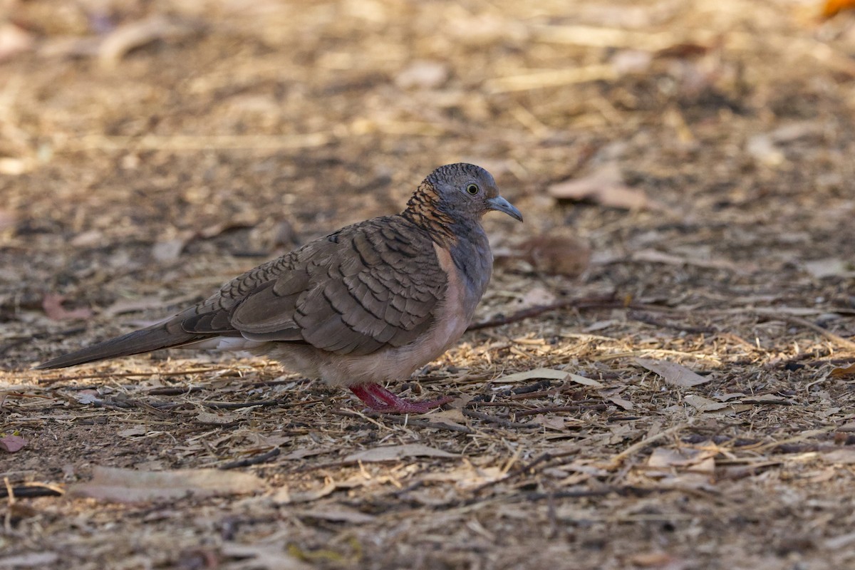 Bar-shouldered Dove - ML640549242