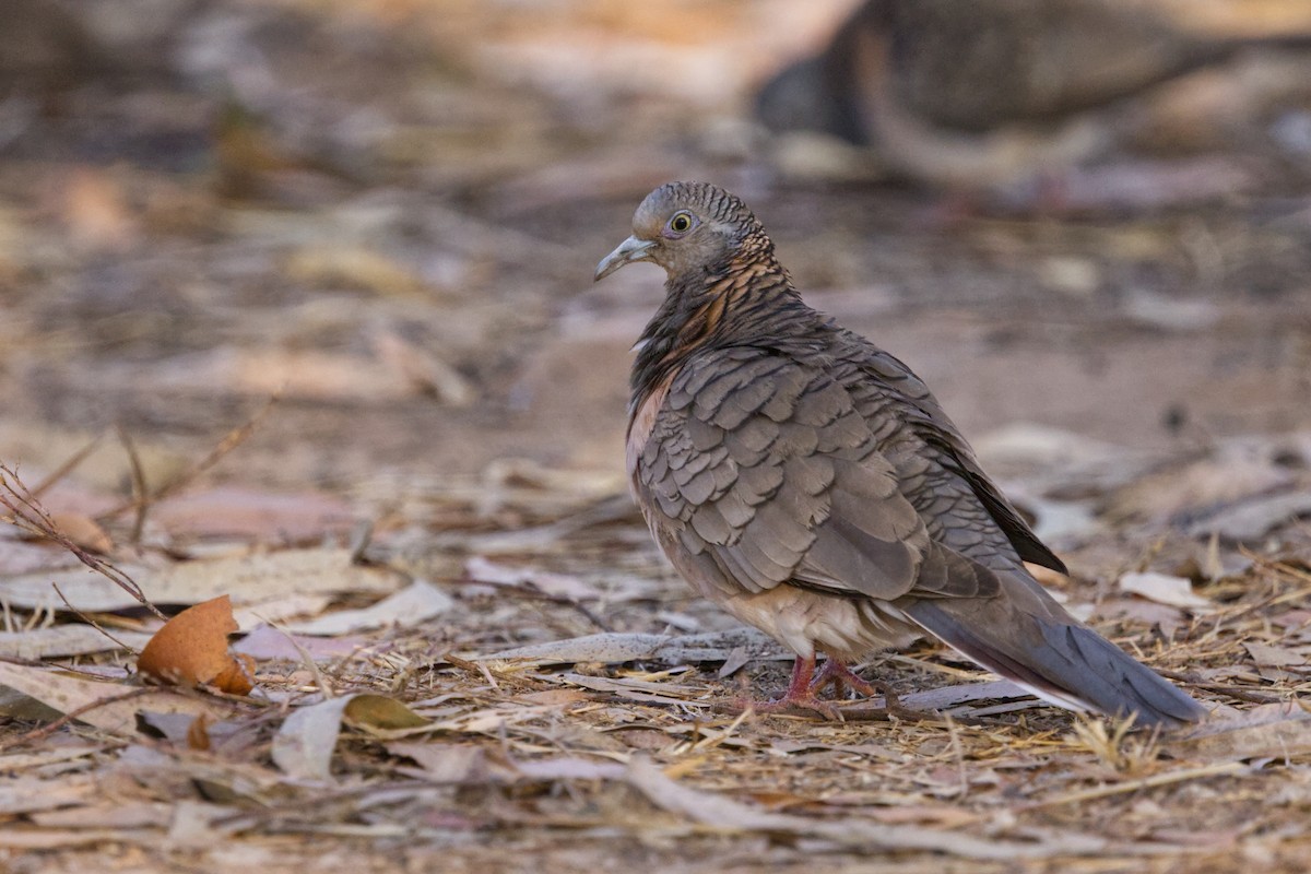 Bar-shouldered Dove - ML640549243