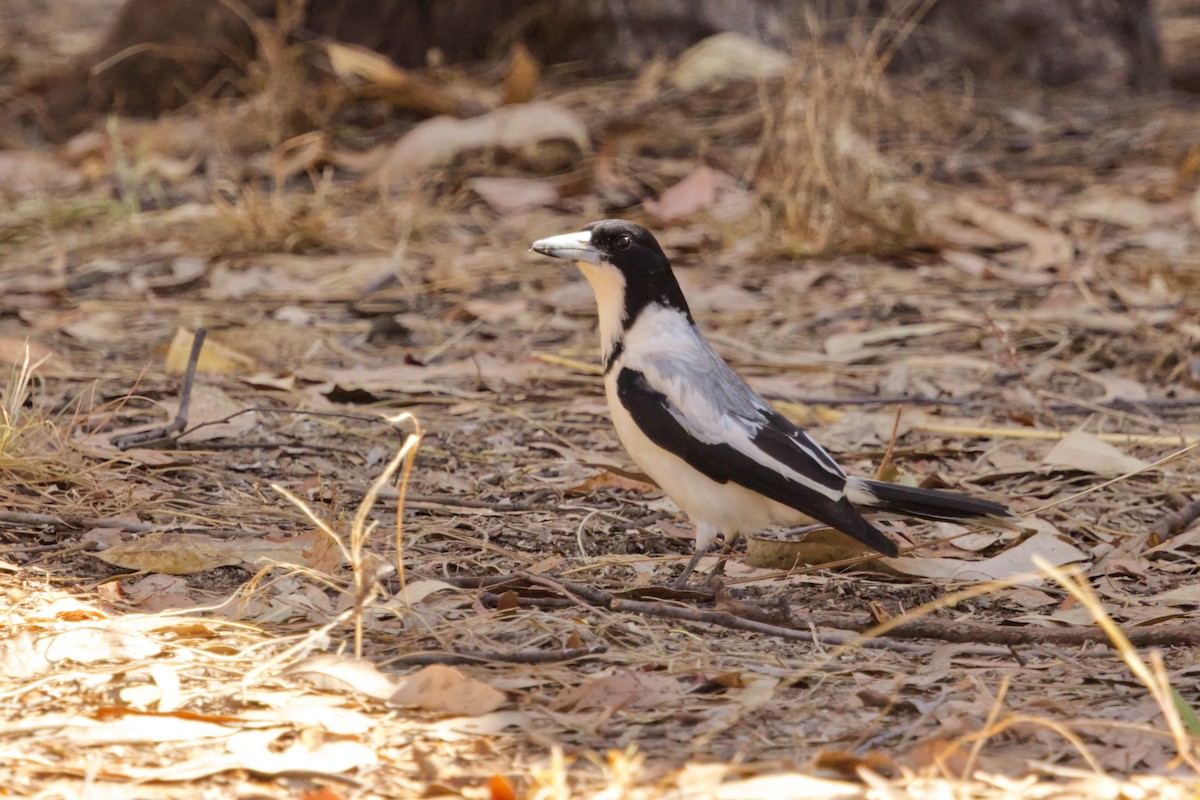Silver-backed Butcherbird - ML640549247