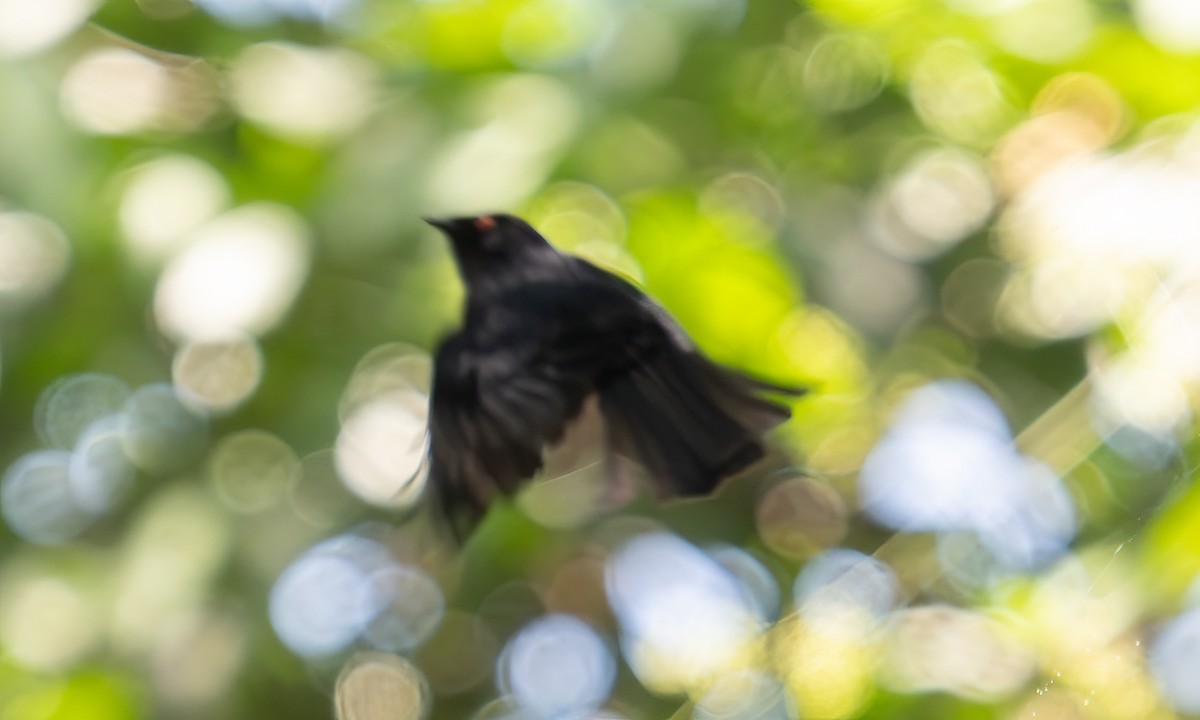 Sharpe's Drongo (Eastern) - ML640549305