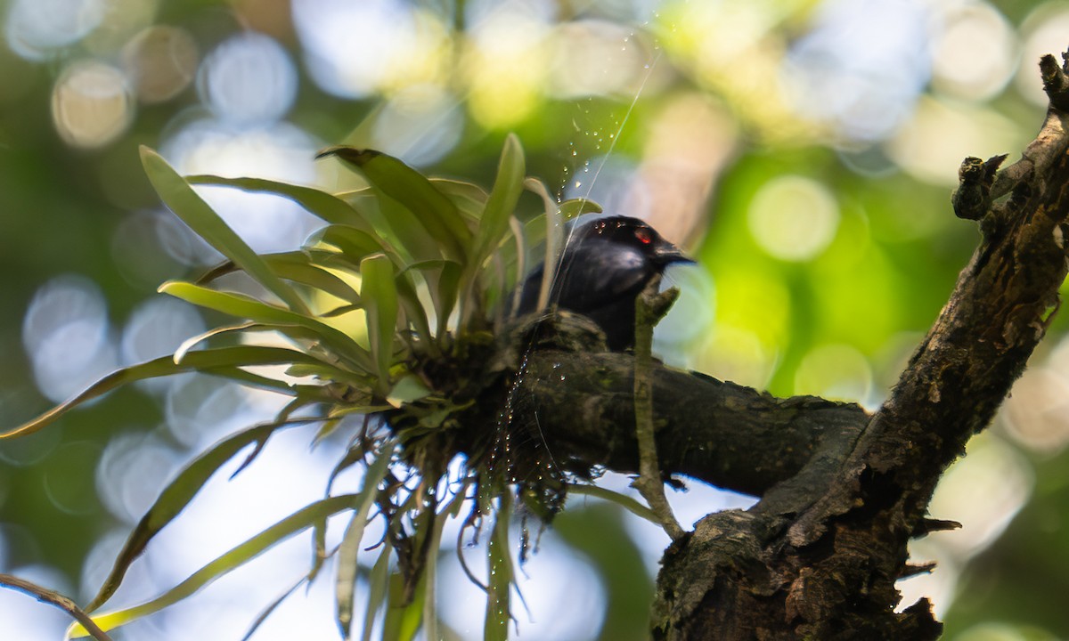 Sharpe's Drongo (Eastern) - ML640549306