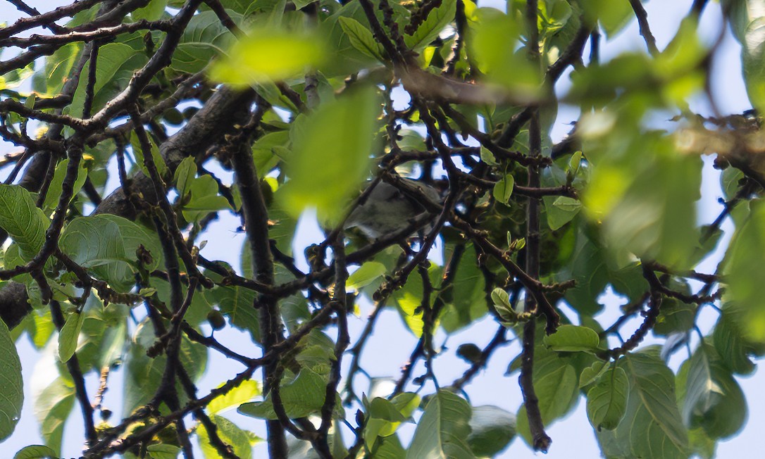 Turner's Eremomela - ML640549315