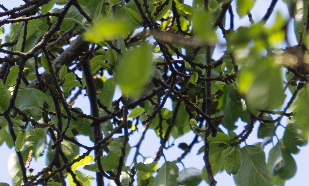 Turner's Eremomela - ML640549316