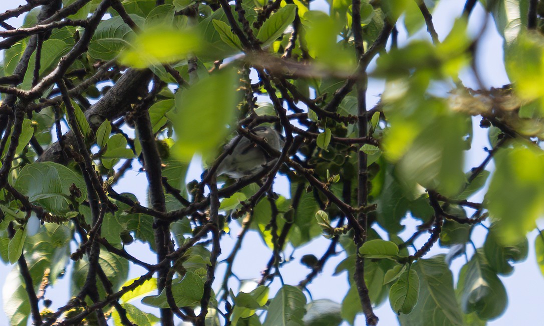 Turner's Eremomela - ML640549317