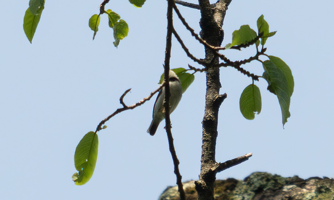 Turner's Eremomela - ML640549330